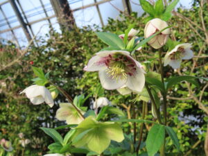 クリスマスローズ