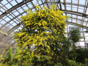 見頃を迎えているミモザ