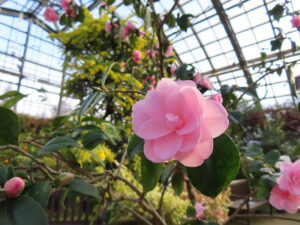 ピンク色のツバキ