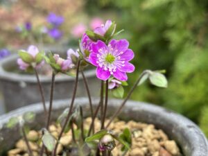 ピンク色の雪割草