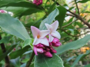 ジンチョウゲのアップ画像