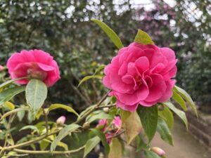 洋種ツバキ‘ピオニー ガール’