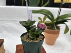 リンカトデンドラム ピクシーバレー‘ピッコリーナ’