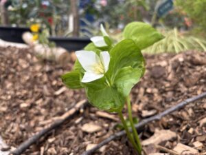 オオバナノエンレイソウ