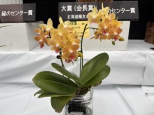 奨励賞 ファレノプシス チングリュース ゴールドスタッフ