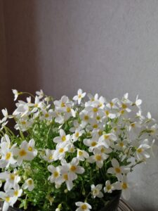 白花ヒナソウを使ったミニ盆栽