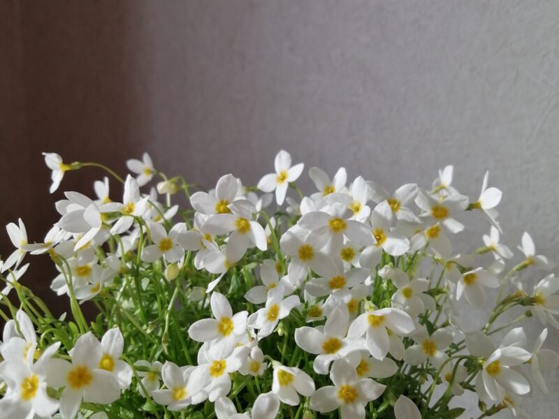 2026年 百合が原公園 展示会・催事情報(2026年3月30日)