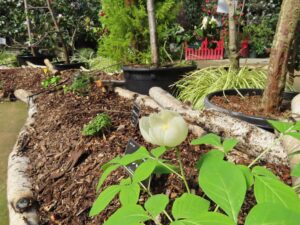 ヤマシャクヤク