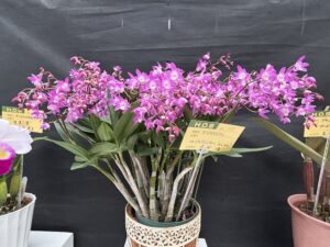 大賞 デンドロビウム ベニヅルトレンジャー‘ワインカラー’