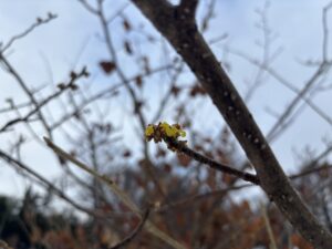 一部開花を始めたシナマンサク