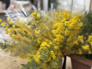 ミモザ切り花