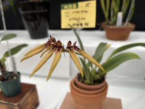 バルボフィラム ピクチュラータム