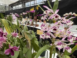洋ラン展会場