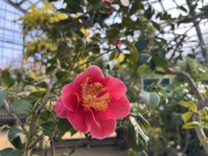 真っ赤な洋種ツバキ