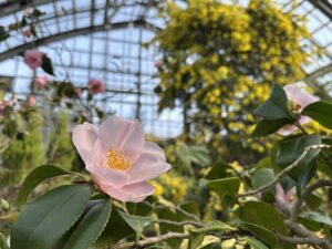 桃色のツバキ‘初雁’