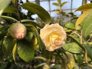 クリーム色のツバキ新世紀