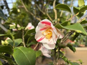 赤と白の花色のユキツバキ系‘松村’