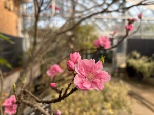 桃色のハナモモ