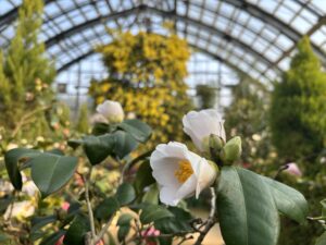 真っ白なツバキ‘野々市’