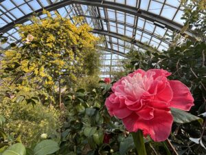 バラのような艶やかなツバキ‘ハッピーディズ’