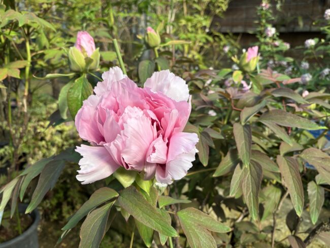 あたたかな陽気に咲きすすむ花々（4月5月のイベント情報も）2026年3月22日