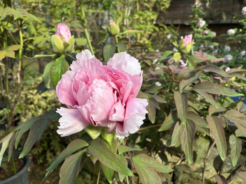 あたたかな陽気に咲きすすむ花々（4月5月のイベント情報も）2026年3月22日