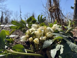 開花したヘレボルス ニゲル