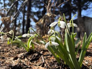 風に揺れるスノードロップ
