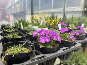 ピンク色のオーリキュラや黄色のドラバなど