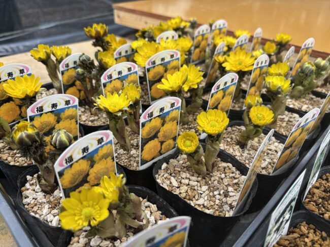春の花展を前に、フクジュソウが入荷しました(2026年3月28日)