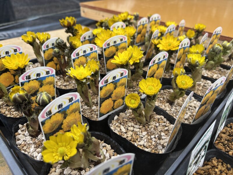 春の花展を前に、フクジュソウが入荷しました(2026年3月28日)
