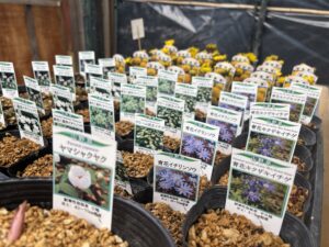 イチリンソウやイチゲ、などの花苗