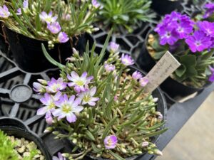 薄桃色のレウィシア