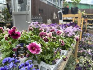 パンジービオラ