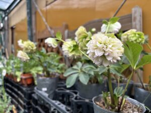 クリスマスローズ