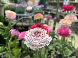 ラナンキュラス