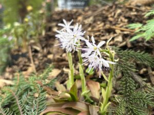 ショウジョウバカマ