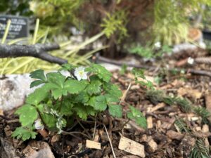 白い小花のニリンソウ