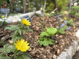 黄色の花色が眩しいフクジュソウ