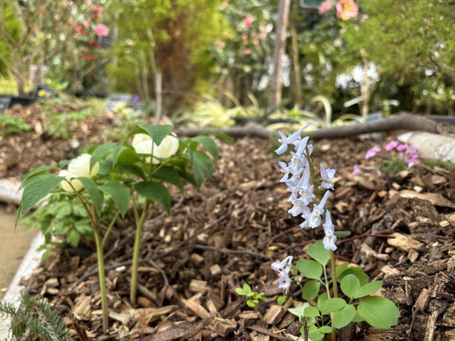 明日から4月!「春の花展」も開催します(2026年3月31日)