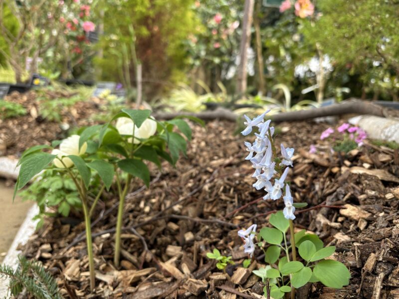 明日から4月！「春の花展」も開催します（2026年3月31日）
