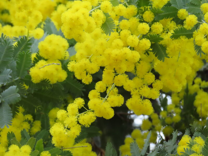 感謝の気持ちと「ミモザの日」（屋外ではシナマンサクの開花も）2026年3月7日