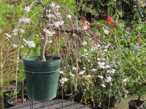 鉢物のシダレザクラ