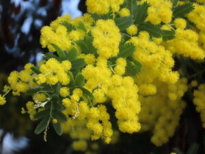 ふんわりとした黄色い花のミモザのアップ