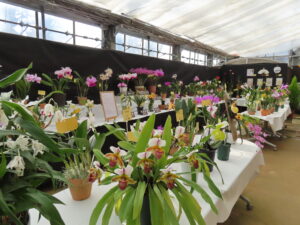 春の洋ラン展会場