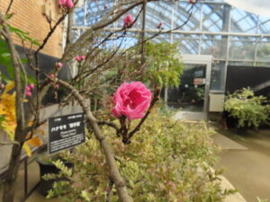 真っ赤なハナモモ