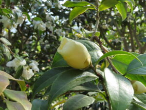 黄色に近しいクリーム色のツバキ‘初黄’