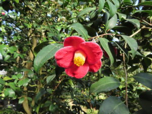 五島列島の名花、ツバキ‘玉之浦’