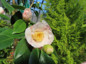 薄桃色のツバキ