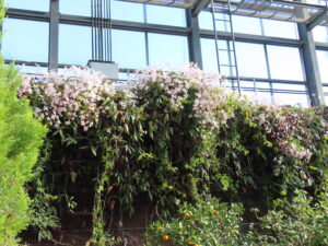 桃色のクレマチス